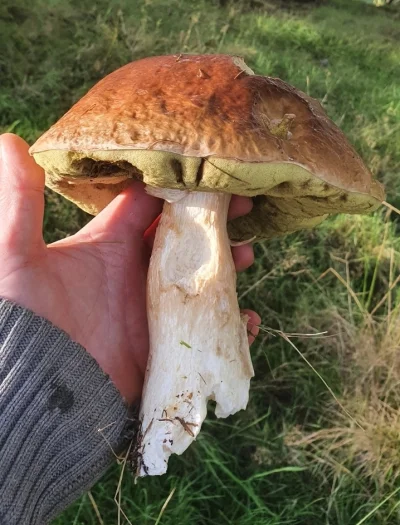 roundy-challenge - Czy jakaś dobra duszyczka mykologiczna mi powie jaki to dokładnie ...