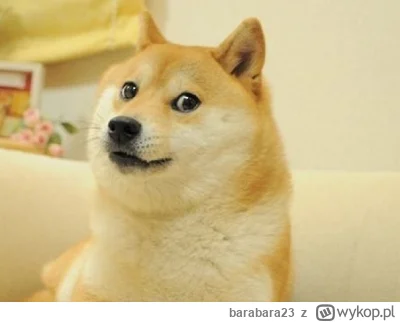 barabara23 - #smiesznepieski #psy ja wyznaje tylko jedną rasę piesełów (Shiba Inu)