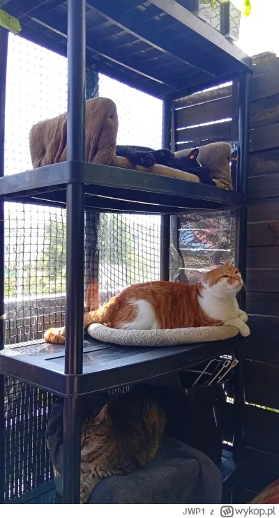 JWP1 - Koci regał na balkonie  ʕ•ᴥ•ʔ
#koty 
#pokazkota