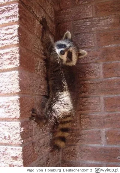 VigoVonHomburg_Deutschendorf - Ostatnio widzę dużo szopków typu wspinacze ( ͡º ͜ʖ͡º)
...