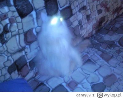 daray89 - #codziennykotopetany #dziwnekotki