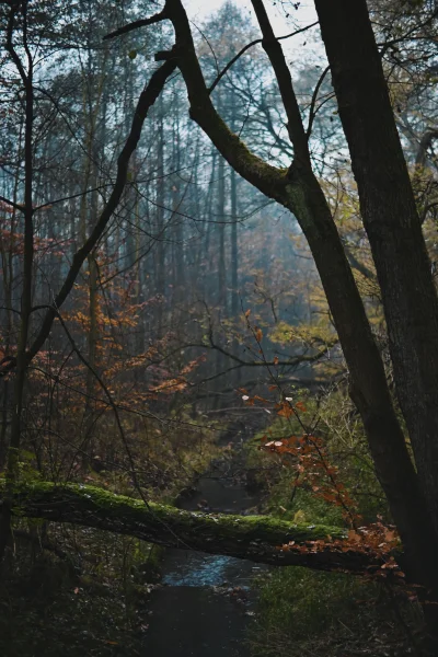 Zmorka - #spierdotrip typu leśny