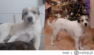 Swilk - Mirki i Mirabelki z #lublin, pomóżcie!
 
Dziś nad ranem zaginął pies moich zn...