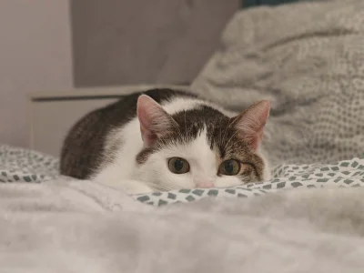 TruLoser - Czy można liczyć na jednego plusika dla biednej koteczki?
Nikt nigdy nie p...