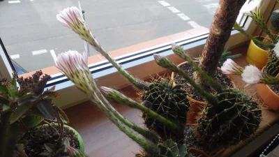 kicek3d - #ogrodnictwo #rosliny #kaktus

Zaczyna się ᕙ(✿ ͟ʖ✿)ᕗ Łącznie 18 kwiatów w t...