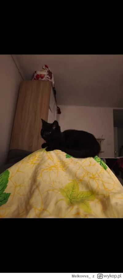 Melkovva_ - A tak się żyje moi drodzy 
#kitku #smiesznypiesek