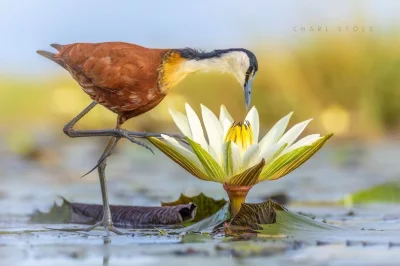 Lifelike - Długoszpon afrykański (Actophilornis africanus)
Autor
#photoexplorer #foto...