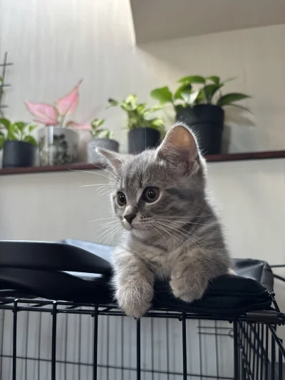 wybryk_natury - #misiafanclub #pokazkota