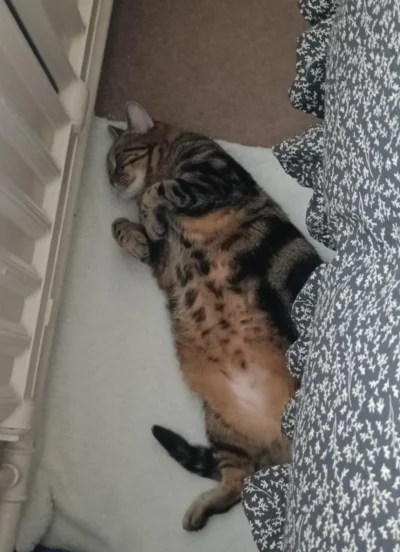 szzzzzz - #alboialba #koty
CHONK