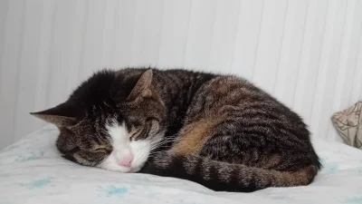 P0lka - (｡◕‿‿◕｡) #pokazkota