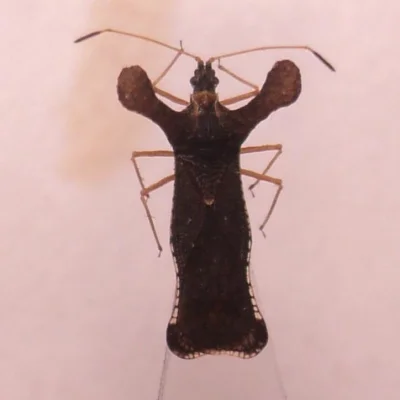 Apaturia