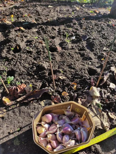 Krupier - Czosnk posadzon. Zaczynamy nowy sezon! (ʘ‿ʘ)

Chociaż czy on się w ogóle ki...