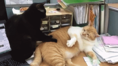 wfyokyga - Masuj mnie mój czarny niewolniku