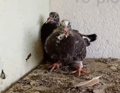 spreparowany - @Dziennik_Raszejski  coś jest na rzeczy, baza nie może odzyskać łączno...