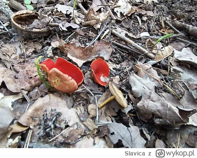 Slavica - @DigitalPasztet a tutaj sprzed kilku dni moje znaleziska