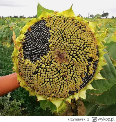 krzynuwek - Pamiętacie zapach rosnącego słonecznika? #pytanie #pytaniezdupy