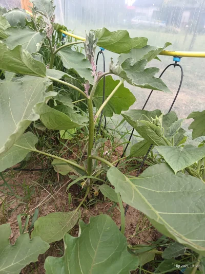 H.....s - @HoisinStickyRibs: ale nie są złe w tym roku jak na razie.