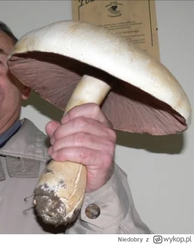 Niedobry - @Mirconom: