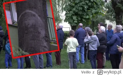 Veillo - A co jakby na tę ,,buzię" na drzewie nałożyć farbę fluorescencyjną, poczekać...