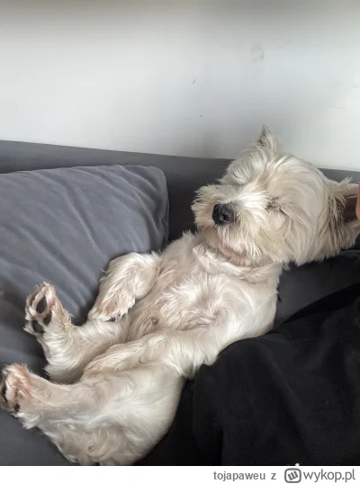 tojapaweu - Czy śpiący koleżka może plusa?

#pies #pieseczkizprzypadku #psy #pokazpsa