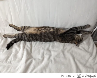 Parsley - Leżę sobie #koty #zwierzaczki #pokazkota