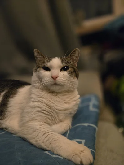 Solsith - @LimboNoir: ( ͡° ʖ̯ ͡°)