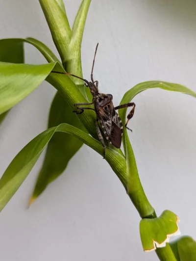 jutronaobiadznowuryz - Wciąż nie mam energii społecznej a to dobrze