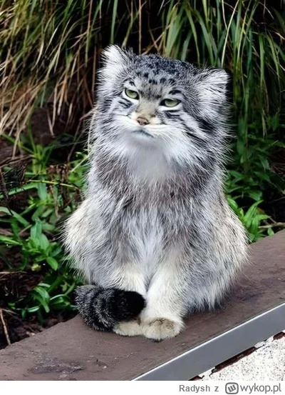 Radysh - Fascynujące...