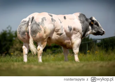 rozdartapyta - @Lewusx: