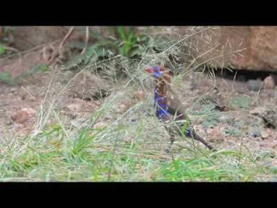Apaturia - Jak upaćkany fioletem. Niektóre ptaki wyglądają trochę tak, jak gdyby ktoś...