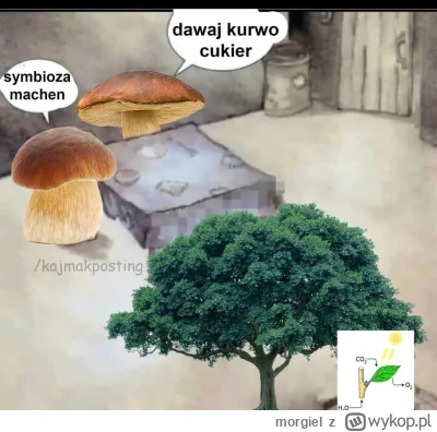 morgiel - #heheszki #humorobrazkowy #grzyby