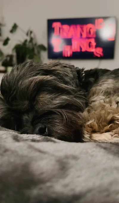 cytmirka - Dzisiaj pół dnia oglądamy seriale (｡◕‿‿◕｡) Zobaczony Wiedźmin, a teraz #st...