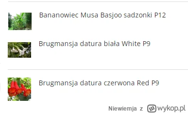 Niewiemja - Ostatnie roślinne zakupy w tym roku. Kategorycznie ostatnie* ( ͡° ͜ʖ ͡°) ...