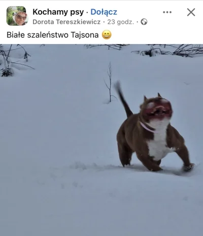 jatutylkonamoment - Ale słodziak. Jeszcze ma krew na pysku.
#psiarze #bekazpsiarzy