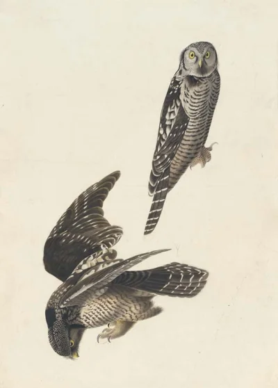 Loskamilos1 - Rysunek sowy jarzębatej autorstwa Audubona oraz mały opis jego autorstw...