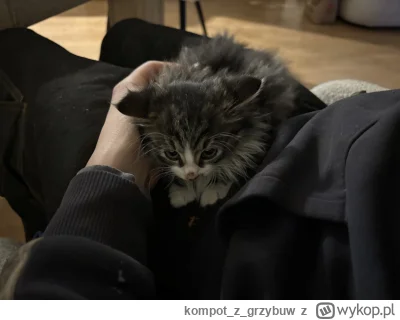 kompotzgrzybuw - @Multipurpose_Labels ze stodoły. Serio, okociła się kotka przyjaciel...