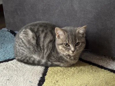 wybryk_natury - Misia ćwiczy chlebkowanie 
#pokazkota #misiafanclub