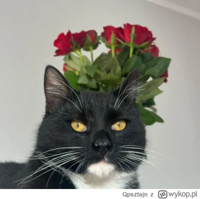 Qpsztajn - #pokazkota 
Hej mała ᶘᵒᴥᵒᶅ