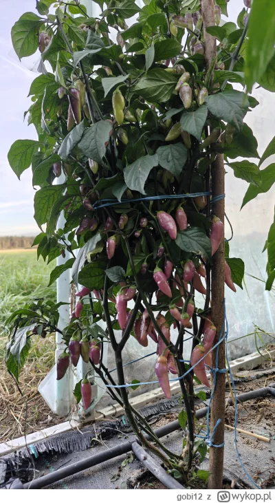 gobi12 - A tak sobie owocuje Lavender Peach, którego już jakiś czas temu tutaj pokazy...