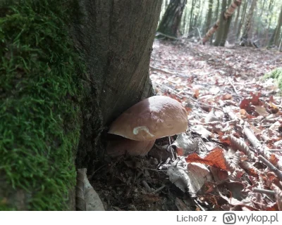 Licho87 - Myślał, że jest sprytny (⌐ ͡■ ͜ʖ ͡■)

#grzyby #grzybobranie #lublin