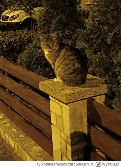 Tylkotunasraciszczurapuscic1 - Spotkany na spacerze (｡◕‿‿◕｡)

#koteczkizprzypadku  #k...