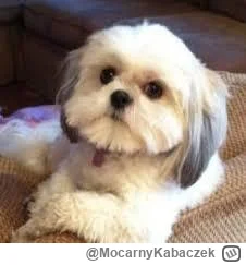 MocarnyKabaczek - Zwycięzca w chowanego może być tylko jeden( ͡º ͜ʖ͡º)
#polska #poszu...