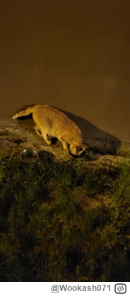 Wookash071 - Koleżka znowu nakarmiony