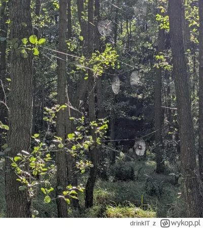 drinkIT - @ev3r: to lasu unikaj... teraz tak do 2 piętra pajęczyny to standard