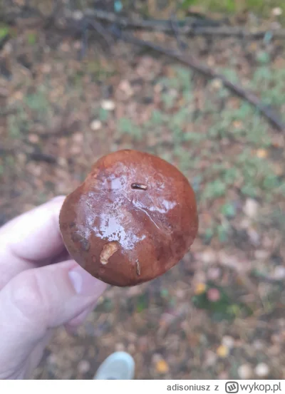 adisoniusz - grzyb