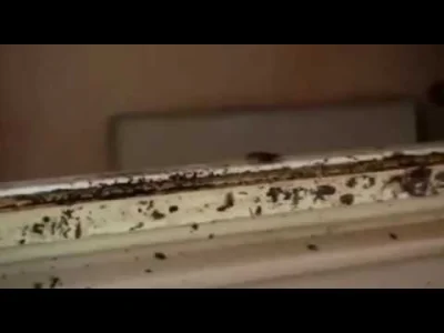 McTusks - https://youtu.be/I88WMpjEXPc?si=uG2ImS8UjvRNk_Cm

#bonzo #kononowicz #patos...