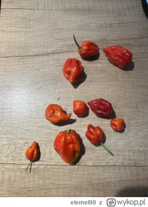 elemel90 - Moje pierwsze zbiory z zeszłorocznej uprawy. Trinidad Scorpion. Chciałbym ...