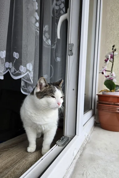 Solsith - #pokazkota #spaslak pogoda na dziś: pizga złem( ͡° ʖ̯ ͡°)