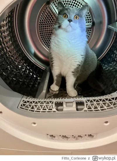 Fitto_Corleone - @Rabusek no hej 😸