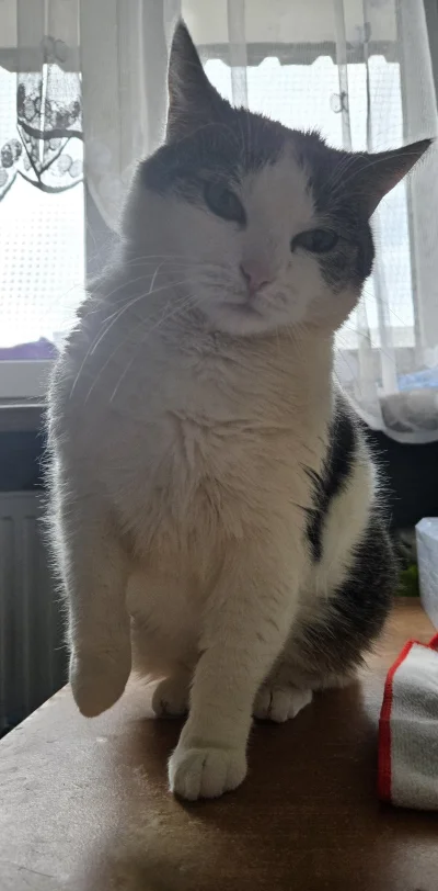 Solsith - #pokazkota #spaslak tak wygląda wkużony spaślak ( ͡° ʖ̯ ͡°)